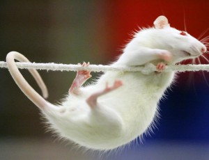 6-rats-use-tail-contol-body-temperature-1040nm-091609.jpg
