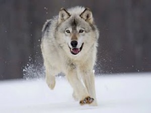 wolf-running-through-snow.jpg
