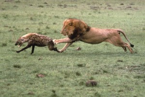 lion-chases-hyena.jpg